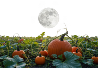 Autumn pumpkins and moon design isolated on transparent background
