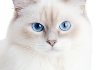 A close-up portrait of a fluffy white cat with striking blue eyes. set against a soft. neutral background. its serene expression and inviting gaze. ideal for pet-related content