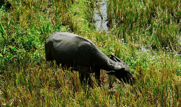 Water buffalo with mud coating, grazing in a grassy field beside. Rural Asian wildlife scene. Natural, organic farming.