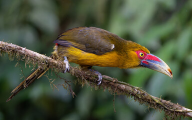 Saffron Toucanet (Pteroglossus bailloni) perched on a mossy branch in the Atlantic Forest of Brazil