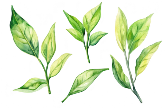 A collection of watercolor illustrations various green leaves. emphasizing their intricate details and natural beauty. ideal for botanical design projects or nature-themed artwork