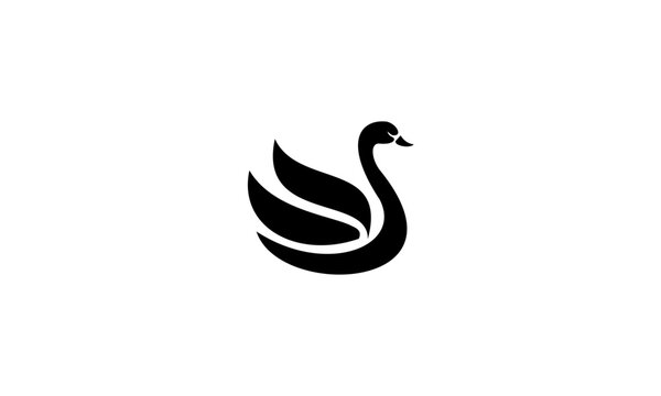 swan vector design