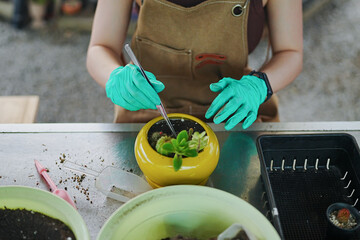Young Asian Gen Z Woman Planting Cacti with Care at an Eco-Friendly Farm