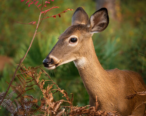 Wild white-tailed deer surrounded by forest vegetation. Detailed wildlife portrait photographed in natural light.