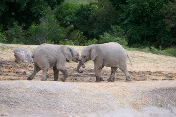 Young elephants playing together in savanna enclosure
