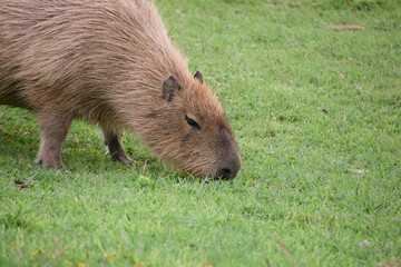 Capybara grazing on green grass in natural setting