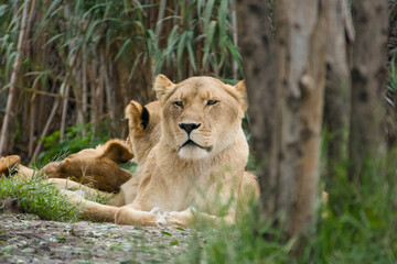Lioness resting in grass with pride in background