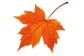 Orange maple leaf showing beautiful fall season hues. Transparent background makes it easy to integrate into designs