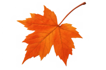 Orange maple leaf showing beautiful fall season hues. Transparent background makes it easy to integrate into designs