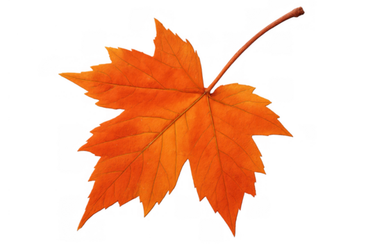 Orange maple leaf showing beautiful fall season hues. Transparent background makes it easy to integrate into designs