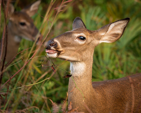 Wild white-tailed deer surrounded by forest vegetation. Detailed wildlife portrait photographed in natural light. - Powered by Adobe