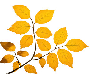 Fototapeta premium Autumn leaves on a branch showing golden yellow foliage, seasonal nature changing, fall season concept with transparent background
