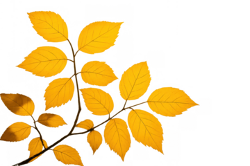 Autumn leaves on a branch showing golden yellow foliage, seasonal nature changing, fall season concept with transparent background