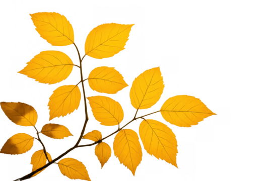 Autumn leaves on a branch showing golden yellow foliage, seasonal nature changing, fall season concept with transparent background