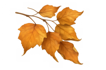 Autumn leaves branch watercolor illustration, golden yellow foliage falling, seasonal nature element, transparent background
