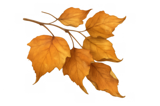 Autumn leaves branch watercolor illustration, golden yellow foliage falling, seasonal nature element, transparent background