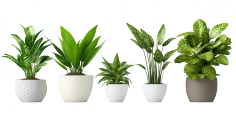 A display of indoor plants in various stylish pots arranged in a row against a clean white background. different foliage types and sizes. ideal for home decor inspiration