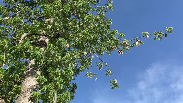 Upward view of a tall leafy tree against a vibrant blue sky with bright sunlight.