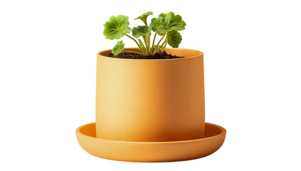 Vibrant green plant in modern orange pot with matching saucer. isolated on transparent background