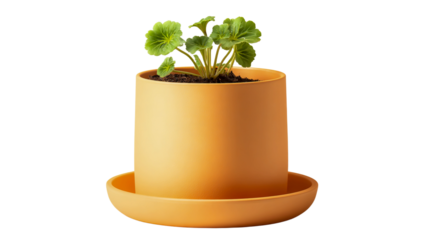 Vibrant green plant in modern orange pot with matching saucer. isolated on transparent background