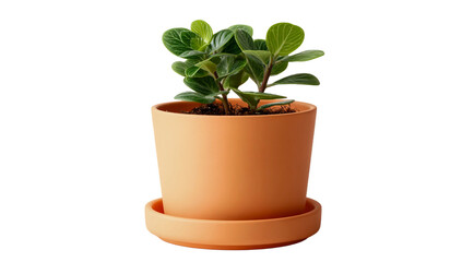 Vibrant small green houseplant in terracotta pot and saucer isolated on transparent background