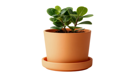 Vibrant small green houseplant in terracotta pot and saucer isolated on transparent background
