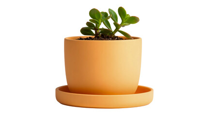 Small succulent plant in orange pot with saucer, studio shot. isolated on transparent background