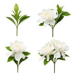 Fototapeta premium Gardenia Set - White Flowers with Green Leaves