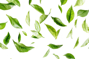 A arrangement of fresh green tea leaves scattered against a clean white background. highlighting the natural beauty and texture of the leaves. ideal for wellness and culinary themes