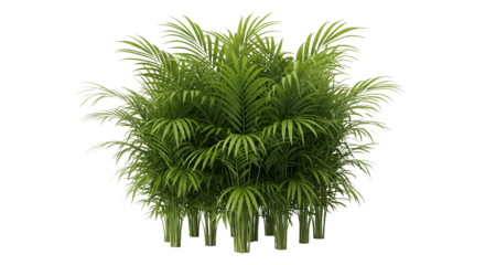 Areca Palm Plant Isolated on Transparent Background
