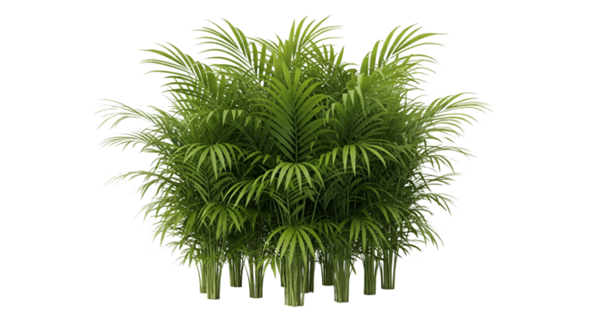 Areca Palm Plant Isolated on Transparent Background