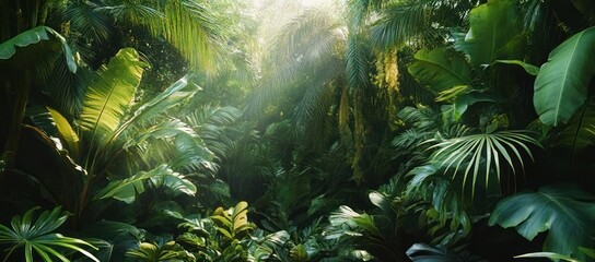 Sunlit tropical jungle with dense green palms, broad-leaf plants and lush undergrowth evoking calm and mystery