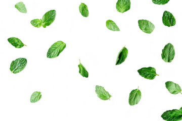 Fresh green mint leaves scattered artistically on a clean white background. ideal for culinary. health. or botanical themes. the color and texture of the leaves