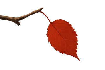 Last red autumn leaf clinging to a bare branch before falling, symbolizing seasonal change and fragility on transparent background