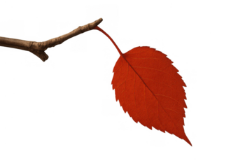 Last red autumn leaf clinging to a bare branch before falling, symbolizing seasonal change and fragility on transparent background