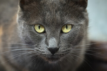 A curious gray cat stares directly at the viewer