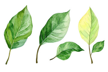 Fototapeta premium A collection of beautifully illustrated green leaves in various shades and sizes. the diversity of foliage. perfect for nature-themed projects and backgrounds