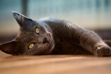 A relaxed gray cat rests on a warm wooden floor