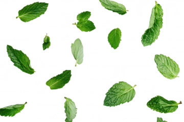 Fresh mint leaves scattered on a clean white background. their green color and intricate textures. ideal for culinary. health. or botanical use