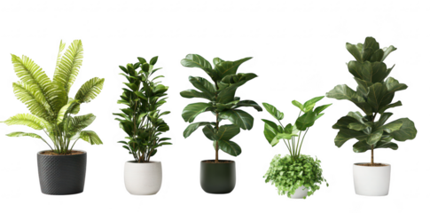 A collection of five diverse indoor plants in stylish pots arranged on a clean white background. various leaf shapes and colors. ideal for home decor or office environments