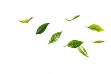 A collection of green leaves gracefully floating against a clean white background. their natural beauty and freshness. ideal for nature-themed designs and wellness concepts