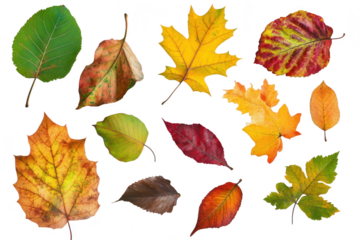 A collection of autumn leaves a variety of colors and shapes. arranged artistically on a clean white background. perfect for seasonal decoration or nature-themed projects