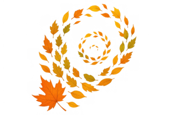 Autumn leaves swirling in a vibrant orange and yellow spiral, creating a dynamic fall season design on transparent background