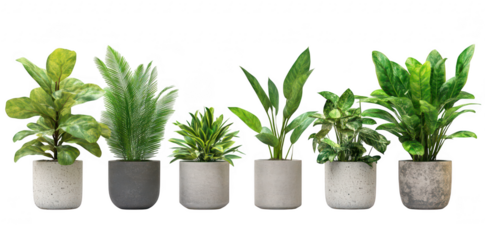 A collection of six indoor potted plants arranged in a row. various types and sizes. set against a clean white background. ideal for home decor or interior design inspiration