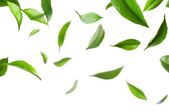 A serene scene depicting green tea leaves gracefully falling against a transparent background. evoking a sense of freshness and natural beauty. suitable for wellness or culinary themes