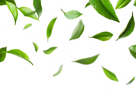 A serene scene depicting green tea leaves gracefully falling against a transparent background. evoking a sense of freshness and natural beauty. suitable for wellness or culinary themes