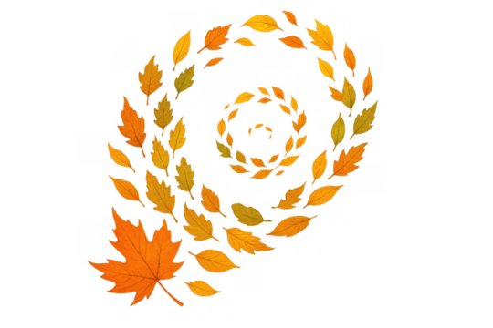 Autumn leaves swirling in a vibrant orange and yellow spiral, creating a dynamic fall season design on transparent background