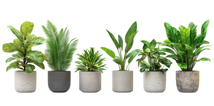 A collection of six indoor potted plants arranged in a row. various types and sizes. set against a clean white background. ideal for home decor or interior design inspiration