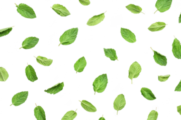 A arrangement of fresh mint leaves scattered on a clean white background. their natural green hues and textures. ideal for culinary or herbal-themed projects