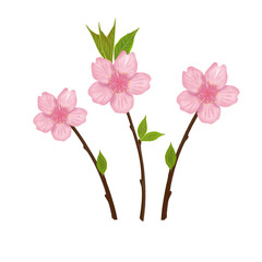 Cherry blossom painting, pink flowers, wallpaper, background